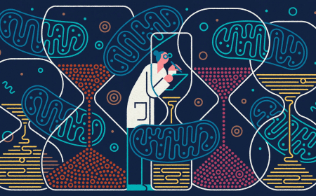 Что заставляет жизнь тикать? Митохондрии могут сохранять время для клеток 